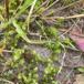 Stor Kransemos (Rhytidiadelphus triquetrus)