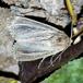 Stor Rørugle (Nonagria typhae)