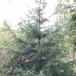 Sitka-Gran (Picea sitchensis)