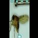 Pukkelflue ubest. (Phoridae indet.)