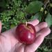 Sød Æble (Malus domestica)