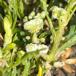 Ravnefod (Lepidium coronopus)