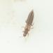 Thripidae ubest. (Thripidae indet.)