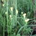Almindelig Torskemund (Linaria vulgaris)