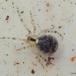 Blækkugleedderkop (Platnickina tincta)