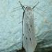 Prikket Lavspinder (Pelosia muscerda)