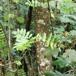 Almindelig Røn (Sorbus aucuparia)