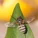 Almindelig Flueskimmel (Entomophthora muscae)