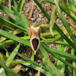Kløverseglvikler (Ancylis badiana)