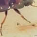 Plebejisk Ovalløber (Amara plebeja)