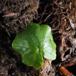 Vorterod (Ranunculus ficaria)
