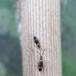 Entomobrya albocincta (Entomobrya albocincta)