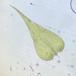 Fin Guldstjernemos (Campylium protensum)