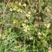 Snerreknopgalmide (Aceria galiobia)