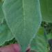 Filtbladet Kongelys (Verbascum thapsus)