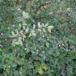 Vifte-Dværgmispel (Cotoneaster divaricatus)