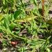 Almindelig Vej-Pileurt (Polygonum aviculare ssp. aviculare)