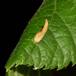 Lindepunggalmide (Eriophyes tiliae)