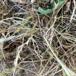 Almindelig Kåltæge (Eurydema oleracea)