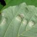 Ahornfiltgalmide (Aceria pseudoplatani)