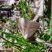 Bregne-Måler (Petrophora chlorosata)