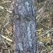 Østrigsk Fyr (Pinus nigra var. nigra)