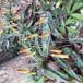 Hundetand (Erythronium americanum)