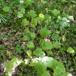 Hjertebladet Gemserod (Doronicum pardalianches)