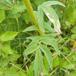 Hyldebladet Baldrian (Valeriana sambucifolia ssp. sambucifolia)