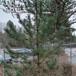 Østrigsk Fyr (Pinus nigra var. nigra)