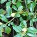 Kinesisk Dværgmispel (Cotoneaster dielsianus)