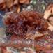 Kæmpe-Bævresvamp (Phaeotremella frondosa )