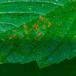 Ahornvortegalmide (Aceria cephalonea)