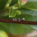 Elachista freyerella (Elachista freyerella)
