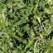 Lav Tidsel (Cirsium acaule)