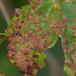 Lille Navrbladgalmide (Aceria myriadeum)