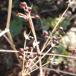 Lundgylden (Smyrnium perfoliatum)