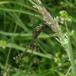 Plettet Smaragdlibel (Somatochlora flavomaculata)