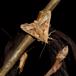 Agatugle (Phlogophora meticulosa)