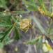 Stokroserust (Puccinia malvacearum)