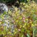 Purpur-Storkenæb (Geranium purpureum)