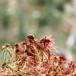 Kohorns-Tørvemos (Sphagnum rubellum)
