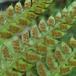 Børste-Skjoldbregne (Polystichum setiferum)