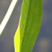 Lancet-Skeblad (Alisma lanceolatum)