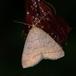 Almindelig Snudeugle (Herminia tarsipennalis)