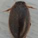 Marmorvandkalv (Rhantus suturalis)