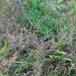 Mark-Bynke (Artemisia campestris)