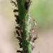 Brun Kongepenbladlus (Uroleucon hypochoeridis)