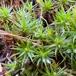 Ene-Jomfruhår (Polytrichum juniperinum)
