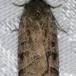 Mose-Spidsugle (Ipimorpha retusa)